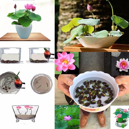 90x samen lotus mix - lotus,