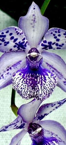 Zygopetalum blue wonder - zygopetalum,